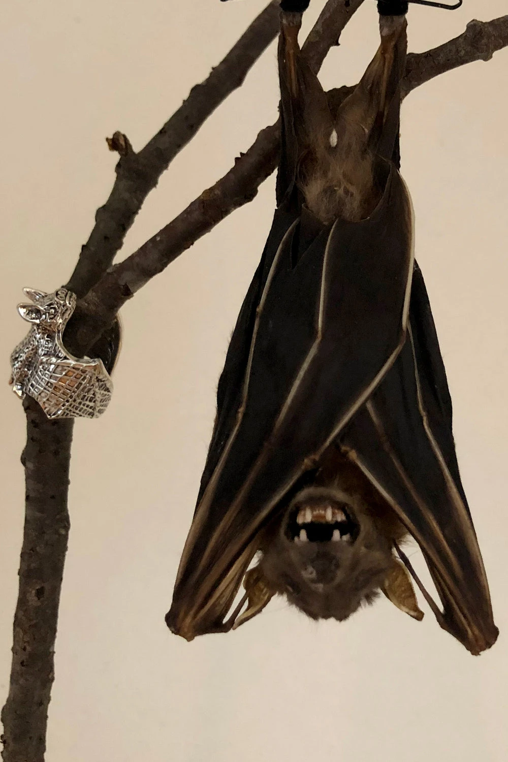 Catalyst Vampire Bat Hugger Ring - Image 4